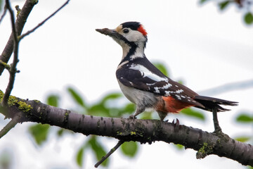 Fototapeta premium Close up Syrian woodpecker or Dendrocopos syriacus on tree next to its hole