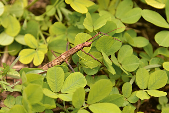 Stick insect . Stick insect is an insect of the order Phasmatodea, also called Phasmida, Phasmatoptera or Phasmodea, which mimic pieces of wood or sticks.
