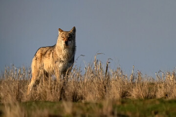 Eurasian wolf or Canis lupus lupus walks in steppe