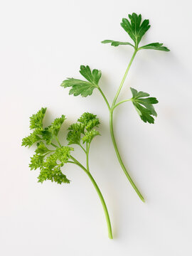 Flat Leaf and Regular Parsley