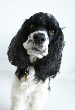 Portrait of Cocker Spaniel