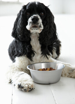 Cocker Spaniel With a Bowl of Dog Food