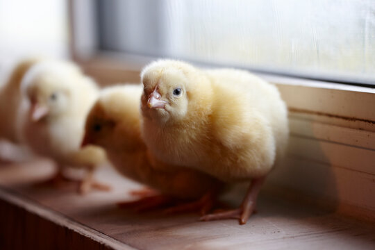 Baby Chickens on Window Ledge, Ontario, Canada