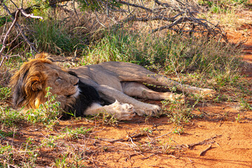 Naklejka premium African Lion