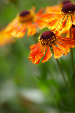orange rudbeckia (black eyed susan) flowers in bloom in a Canadian garden