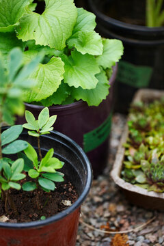 garden plants (hen and chicks, Gaultheria procumbens, wintergreen) in plant pots as seedlings for outdoor garden, Canada