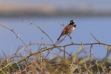 Cape sparrow or mossie, small african bird. Swakopmund., Namibia, South Africa.