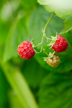 Close-up of Fresh Red Rasberry on Bush in Garden, Ontario, Canada