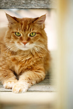 Portrait of Male Orange Norwegian Forest Cat with Green Eyes Resting on Wooden Porch