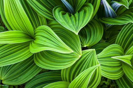 Close up detail of False Hellebore, Chugach National Forest, Kenai Peninsula, South-central Alaska in summertime; Seward, Alaska, United States of America