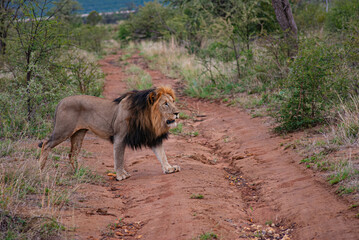 Obraz na płótnie Canvas African Lion