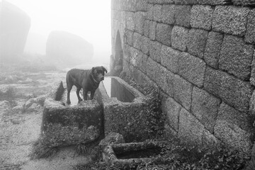 Dog on the ancient anthropomorphic graves in a foggy morning.