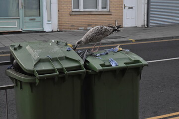 A seagull eating garbage.