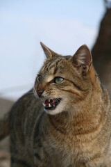groźny kot © Natalia