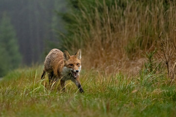 Fox in the forrest in Bohemian.Moravian Highland
