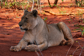 African Lion