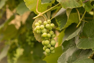 grapes on vine