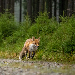 Naklejka na ściany i meble Fox in the forrest in Bohemian.Moravian Highland