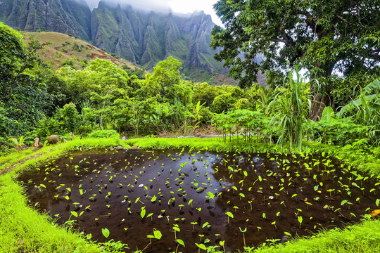 Taro field with tropical plants in Kalalau Valley, with rugged mountains in the background, Na Pali Coast State Park; Kauai, Hawaii, United States of America