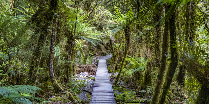 Tropical rainforest boardwalk, part of the Lake Matheson Walk, South Island, New Zealand