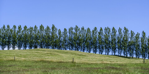 Tree-lined hilltop on the horizon against the blue sky; Reporoa, Waikato Region, North Island, New Zealand