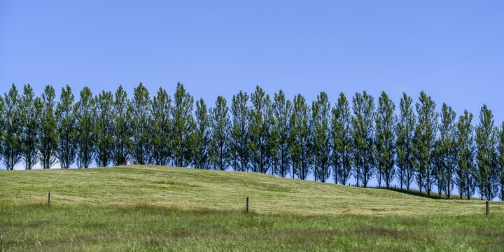 Tree-lined hilltop on the horizon against the blue sky; Reporoa, Waikato Region, North Island, New Zealand