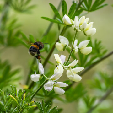 A bumble bee hovers over a white blossom; Te Anau, Southland Region, New Zealand