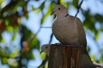 Obraz premium gray pigeons on a tree branch