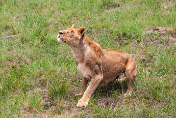 African Lion