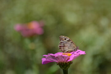 colorful butterfly on a flower