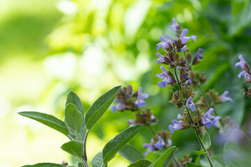 Purple salvia flowers and leafs Salvia farinacea in a sunny garden kitchen herb space for copy