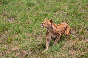 African Lion