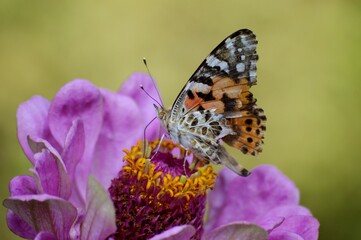 colorful butterfly on a flower