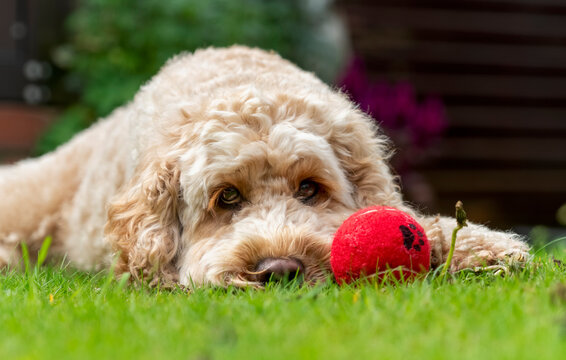 Close-up portrait of dog lying on grass with red ball; South Shields, Tyne and Wear, England, United Kingdom
