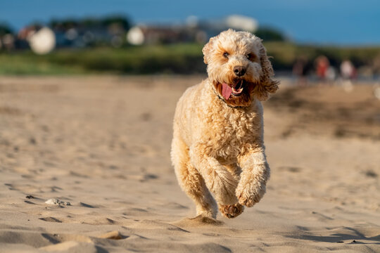 Excited dog running on the beach on a sunny day; Sunderland, Tyne and Wear, England, United Kingdom