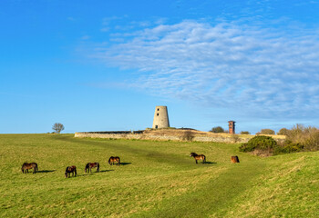Old windmill, Cleadon Hills Mill, with horses grazing on the grass field in the foreground, Cleadon Hills; South Shields, Tyne and Wear, England