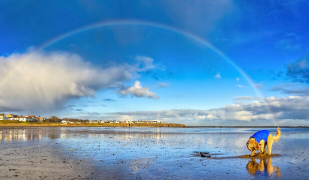 A dog plays on the beach under a rainbow; Sunderland, Tyne and Wear, England