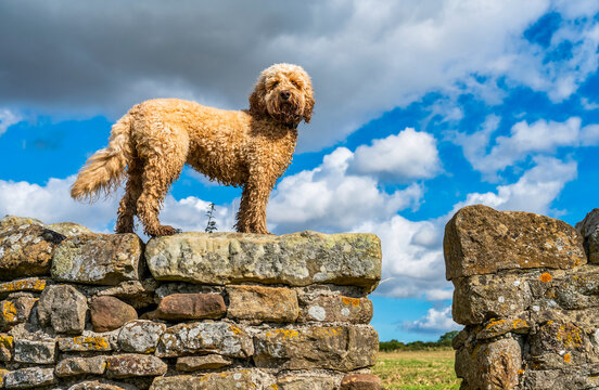 Cockapoo dog standing on a stone wall; Richmond, North Yorkshire, England