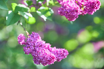 beautiful lilac flowers branch on a green background, natural spring background, soft selective focus.