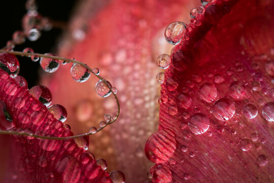 Mist condenses on the petals of a tulip in an Oregon flowerbed; Astoria, Oregon, United States of America