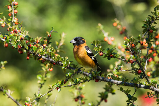 A male Black-headed Grosbeak (Pheucticus melanocephalus) perches on a Cotoneaster bush in Oregon; Astoria, Oregon, United States of America