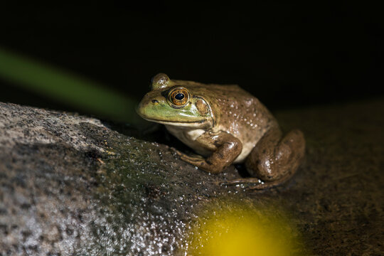 An American Bullfrog (Lithobates catesbeianus) sits on a rock in Oregon; Astoria, Oregon, United States of America