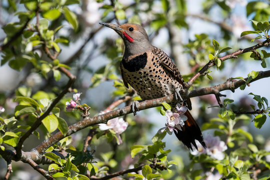 A male Northern Flicker (Colaptes auratus cafer) perches in an apple tree; Oregon, United States of America