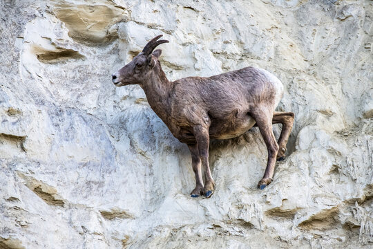 Bighorn Sheep Ewe (Ovis canadensis) standing on a sheer cliff near Radium Hot Springs; British Columbia, Canada