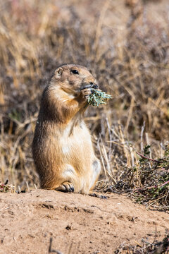 Black-tailed Prairie Dog (Cynomys ludovicianus) chewing on spiny leaves on top of its burrow mound in the Rocky Mountain Arsenal National Wildlife Refuge; Colorado, United States of America