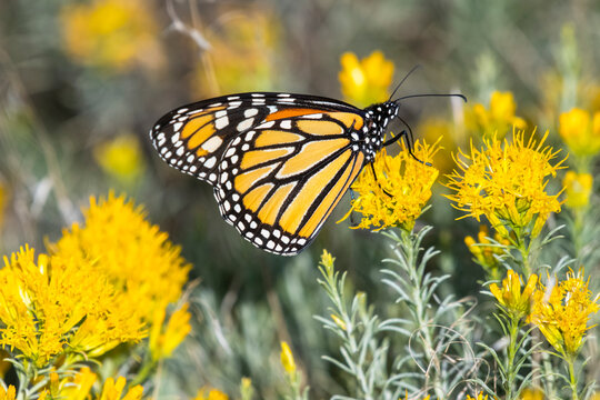 Monarch butterfly sitting on the blossoms of the yellow rabbitbrush in Colorado