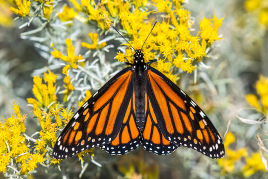 Monarch Butterfly (Danaus plexippus) on the blossoms of a Yellow Rabbitbrush (Chrysothamnus viscidiflorus) along the Big Dry Creek Trail; Westminster, Colorado, United States of America