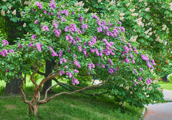 delightful lilac alley in the botanical garden.