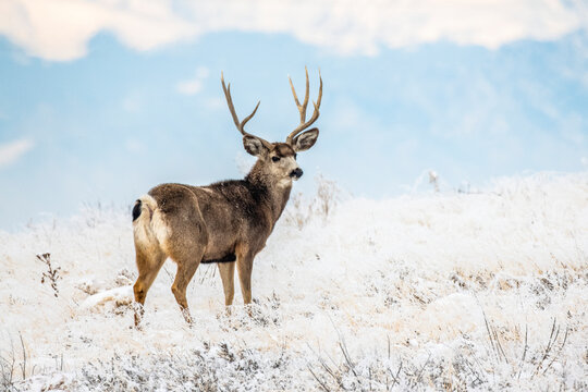 Mule Deer buck (Odocoileus hemionis) on a snowy hillside in the Rocky Mountain Arsenal National Wildlife Refuge; Colorado, United States of America