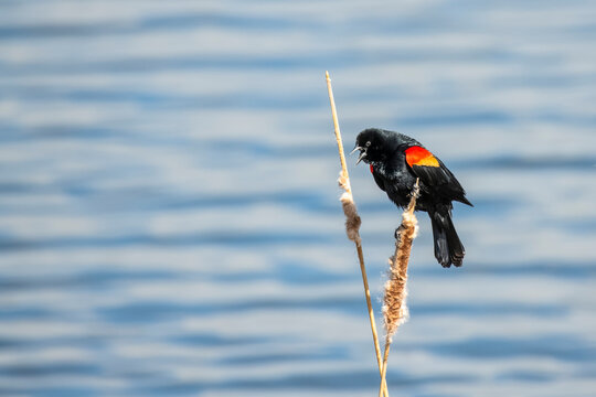 Red-winged Blackbird (Agelaius phoeniceus) singing from the top of a cattail at the Walden Ponds Wildlife Habitat; Boulder, Colorado, United States of America